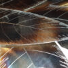 Les Ailes de Fée – Image 3